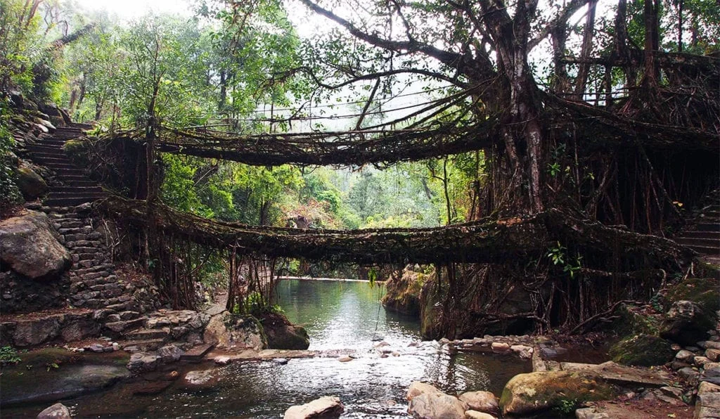 Double-decker living root bridge over a clear stream in Nongriat, one of the most unique places to visit in Meghalaya surrounded by lush forest.