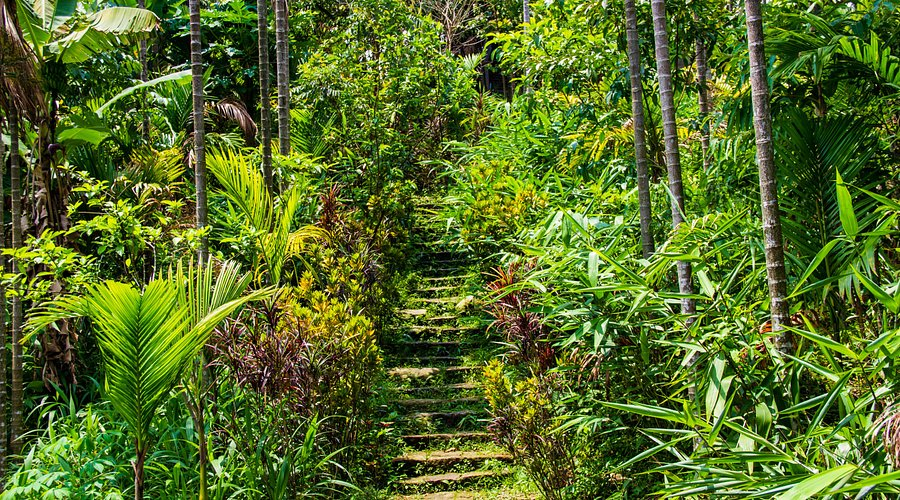 Lush green pathway and stone steps surrounded by tropical plants in Mawlynnong, showcasing one of the most scenic places to visit in Meghalaya.